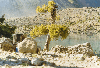 thumb12.GIF (8911 bytes)