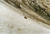 thumb31.GIF (9077 bytes)