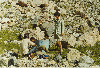 thumb49.GIF (9562 bytes)