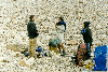 thumb56.GIF (9446 bytes)