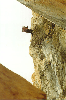 thumb59.GIF (7354 bytes)