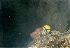 image3.GIF (8436 bytes)