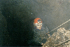 image6.GIF (8524 bytes)