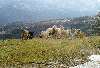 image41.GIF (8302 bytes)