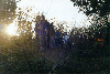 image72.GIF (8761 bytes)